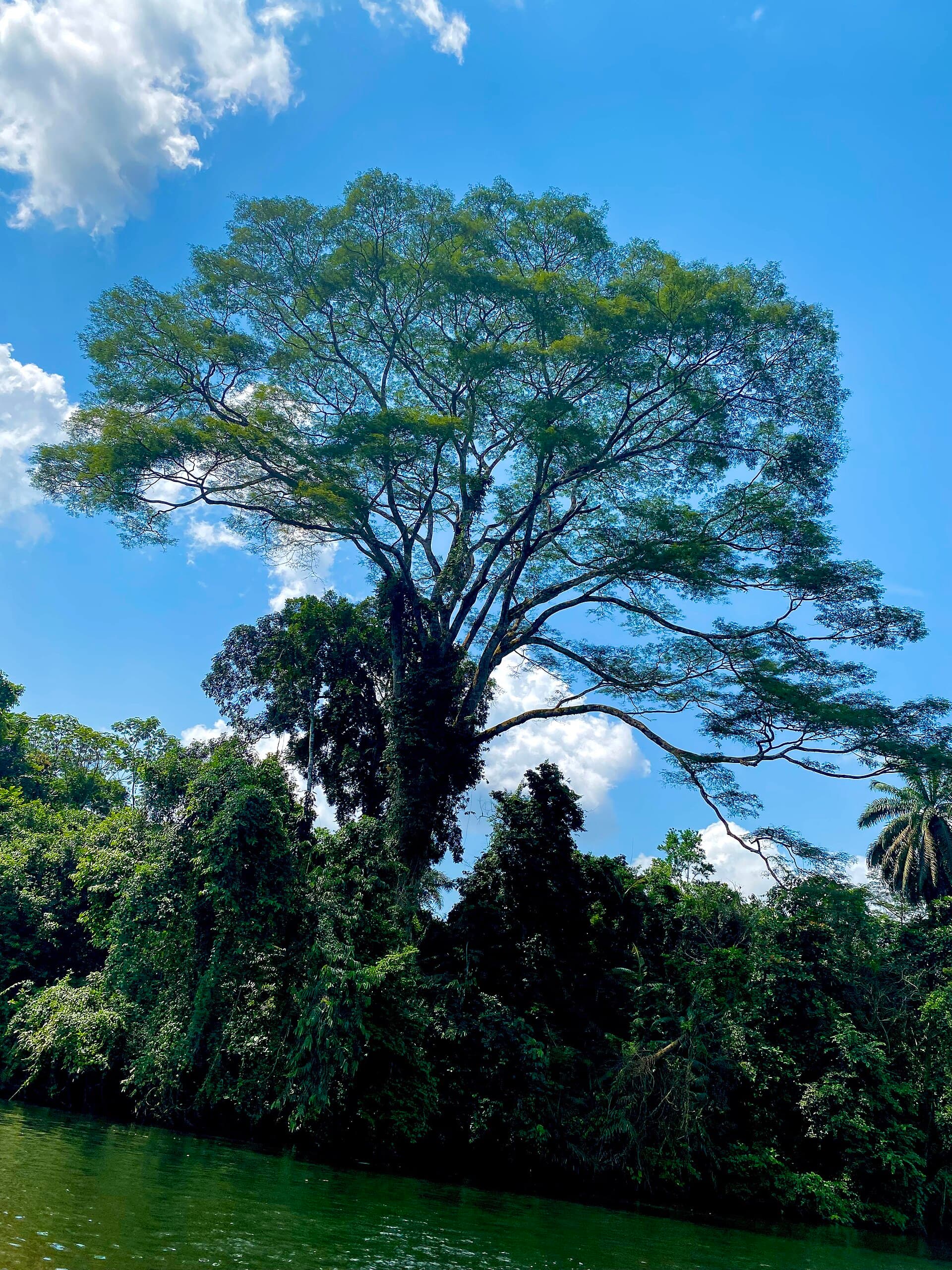 Korup National Park 2