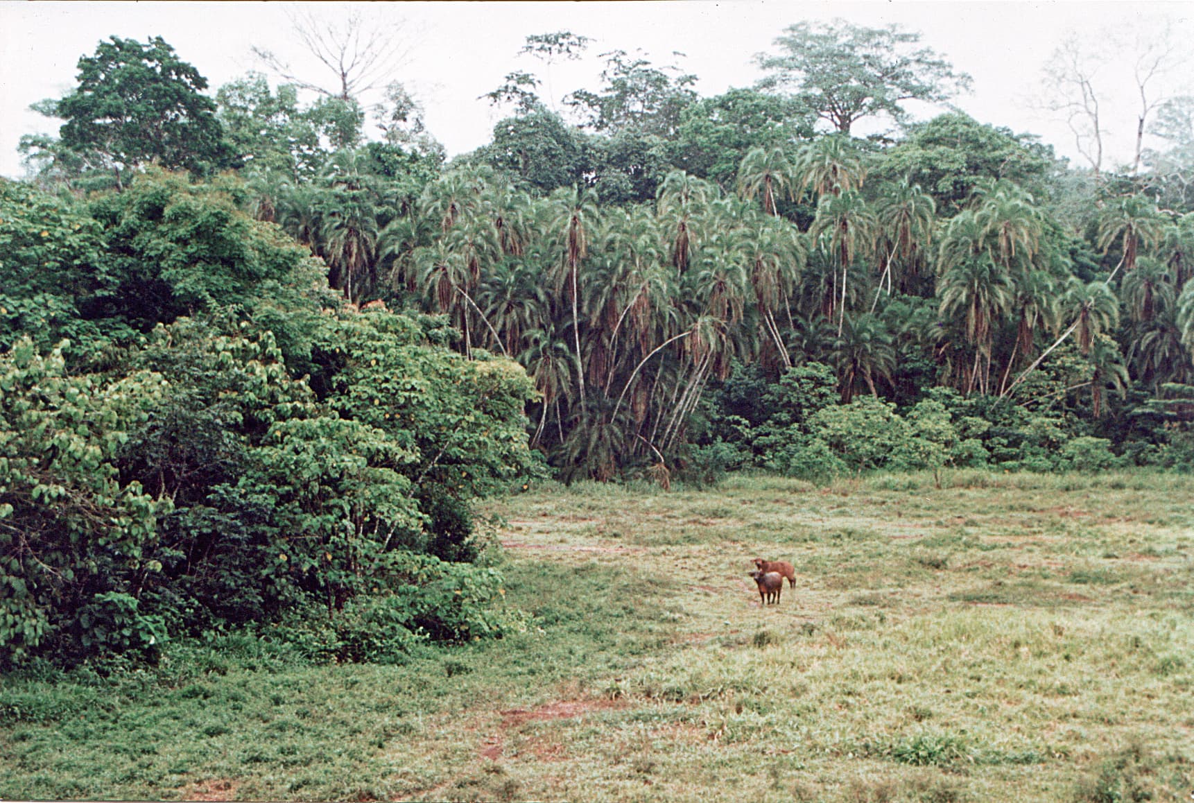 Parc national de Lobéké